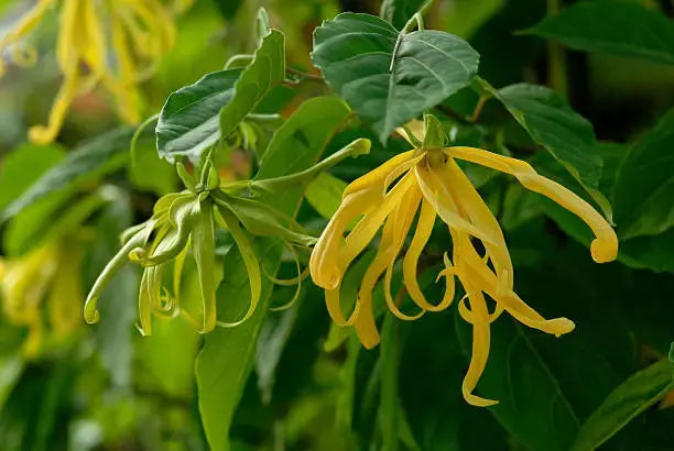 Ylang-Ylang Tree Seeds: Perfect for Planting and Gardening