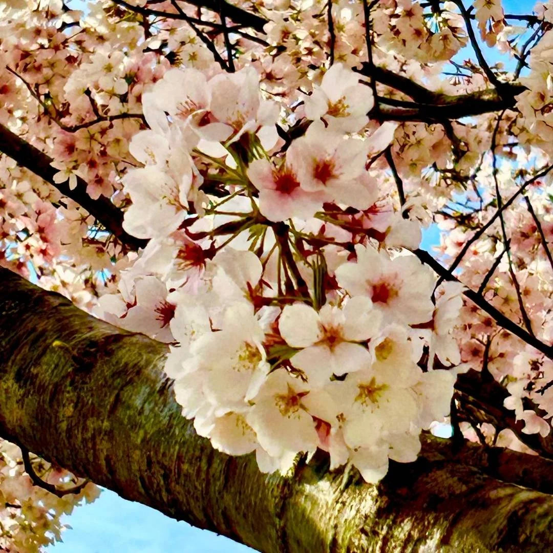 Yoshino Flower Seeds Planting