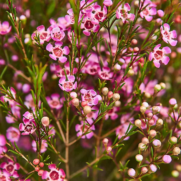 Mixed Wax Flower seeds for Planting - Seasonal Bloomer, Heirloom & GMO Free Seeds for Home Garden