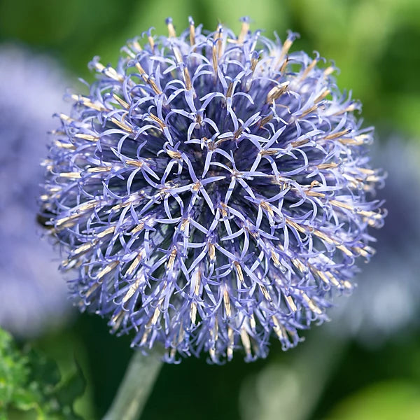 Blue Ritro Flower seeds for Planting - Seasonal Bloomer, Heirloom & GMO Free Seeds for Home Garden