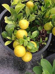 Young lemon plant growing indoors in pot