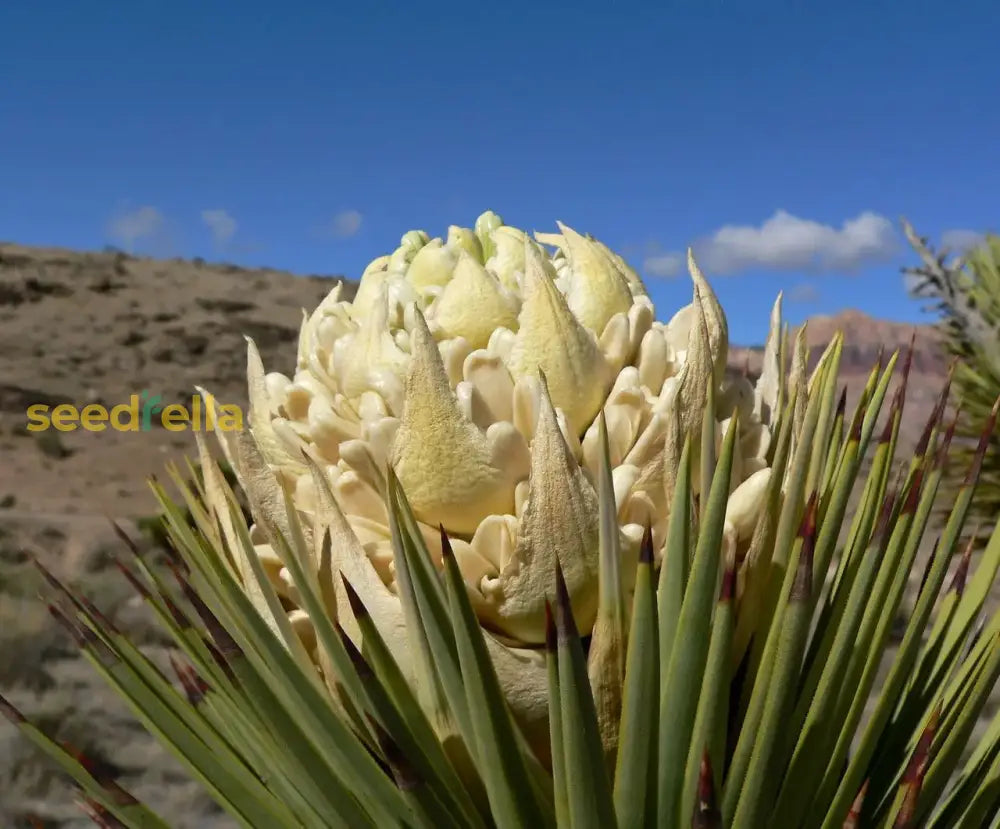 Yucca Brevifolia Seeds For Easy Planting Plant Seeds