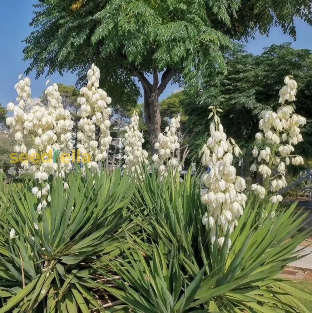 Yucca Gloriosa Tree Seeds Planting Guide