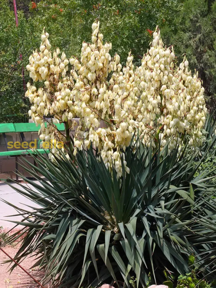 Yucca Gloriosa Tree Seeds Planting Guide