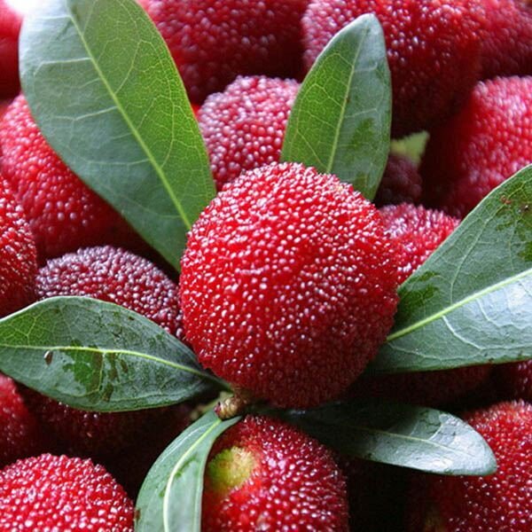 Yum Berry Bush Growing in Garden, Healthy Bush with Vibrant Berries