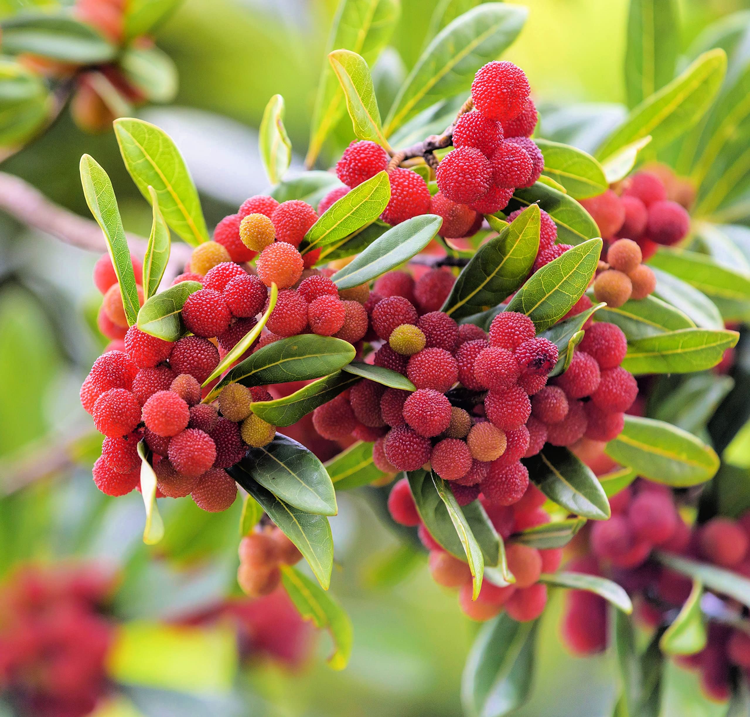 Yumberry Fruit Seeds Planting Guide