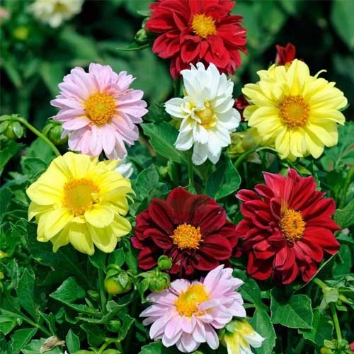 Mixed Color Flower seeds for Planting - Shade Tolerant, Heirloom & GMO Free Seeds for Home Garden