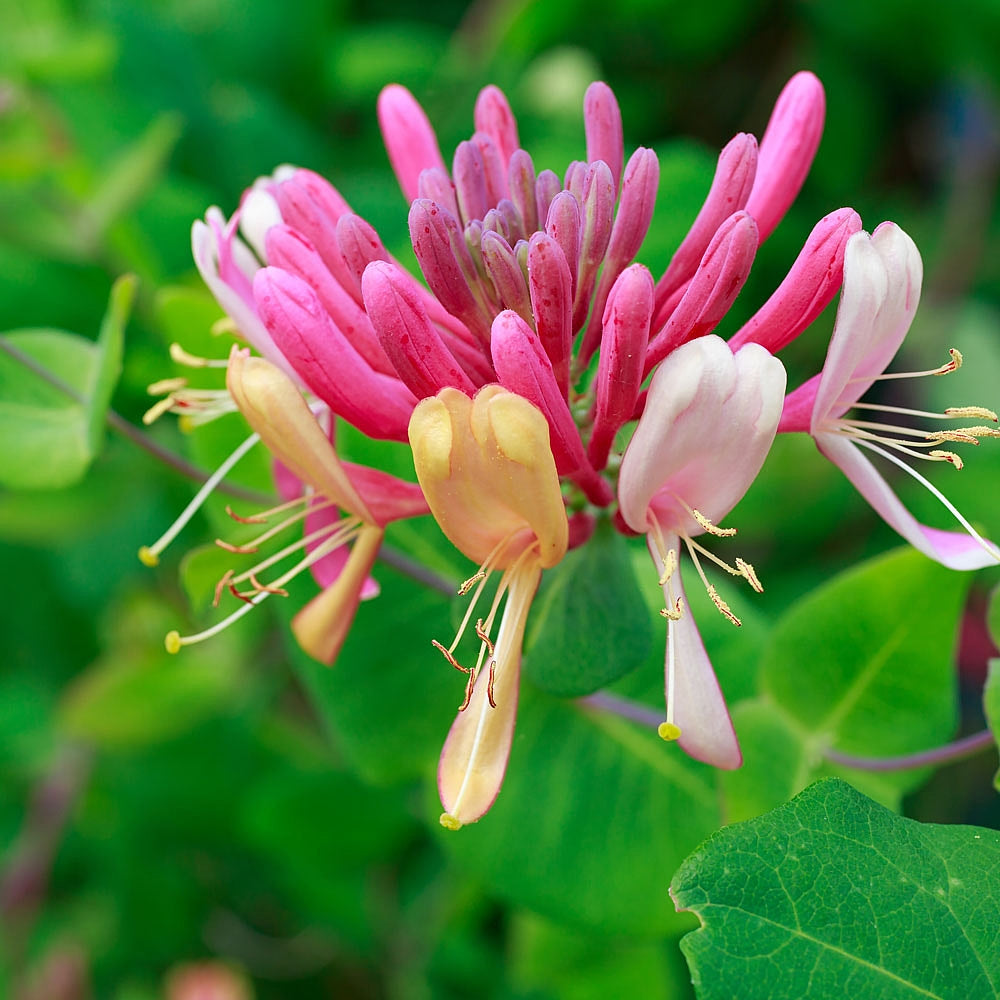 Honeysuckle Vine Lonicera spp Flower Seeds for Planting in Garden Trellis and Fence