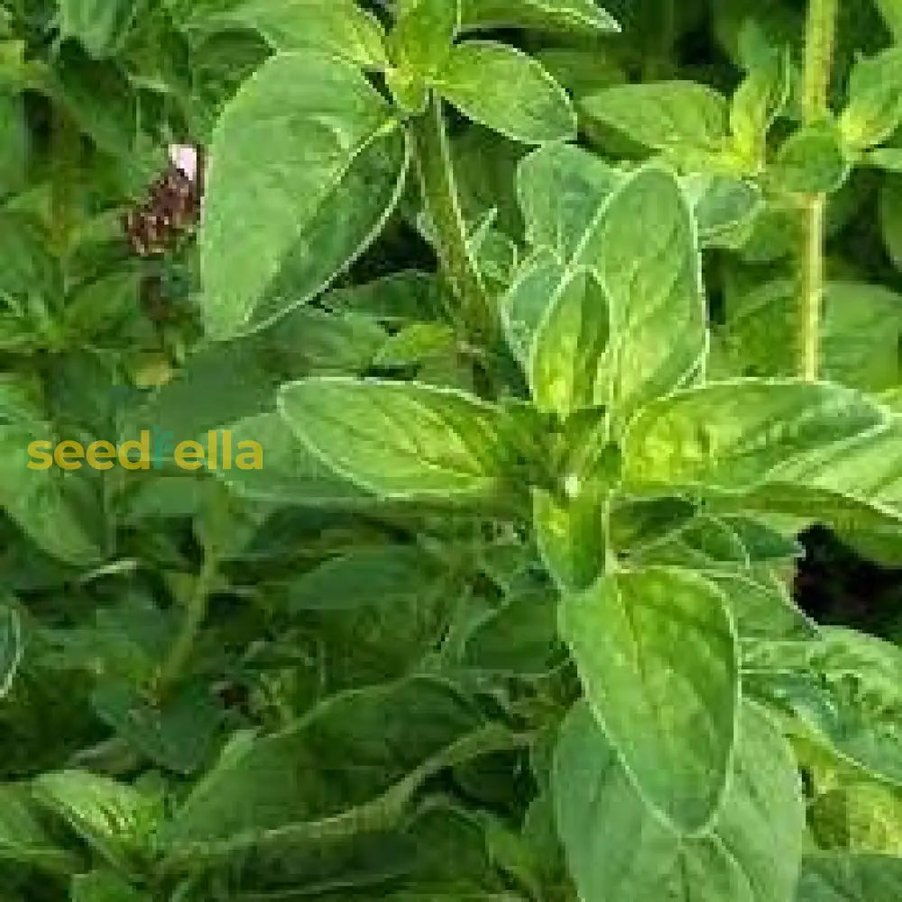 Zaatar Plant Seeds Planting