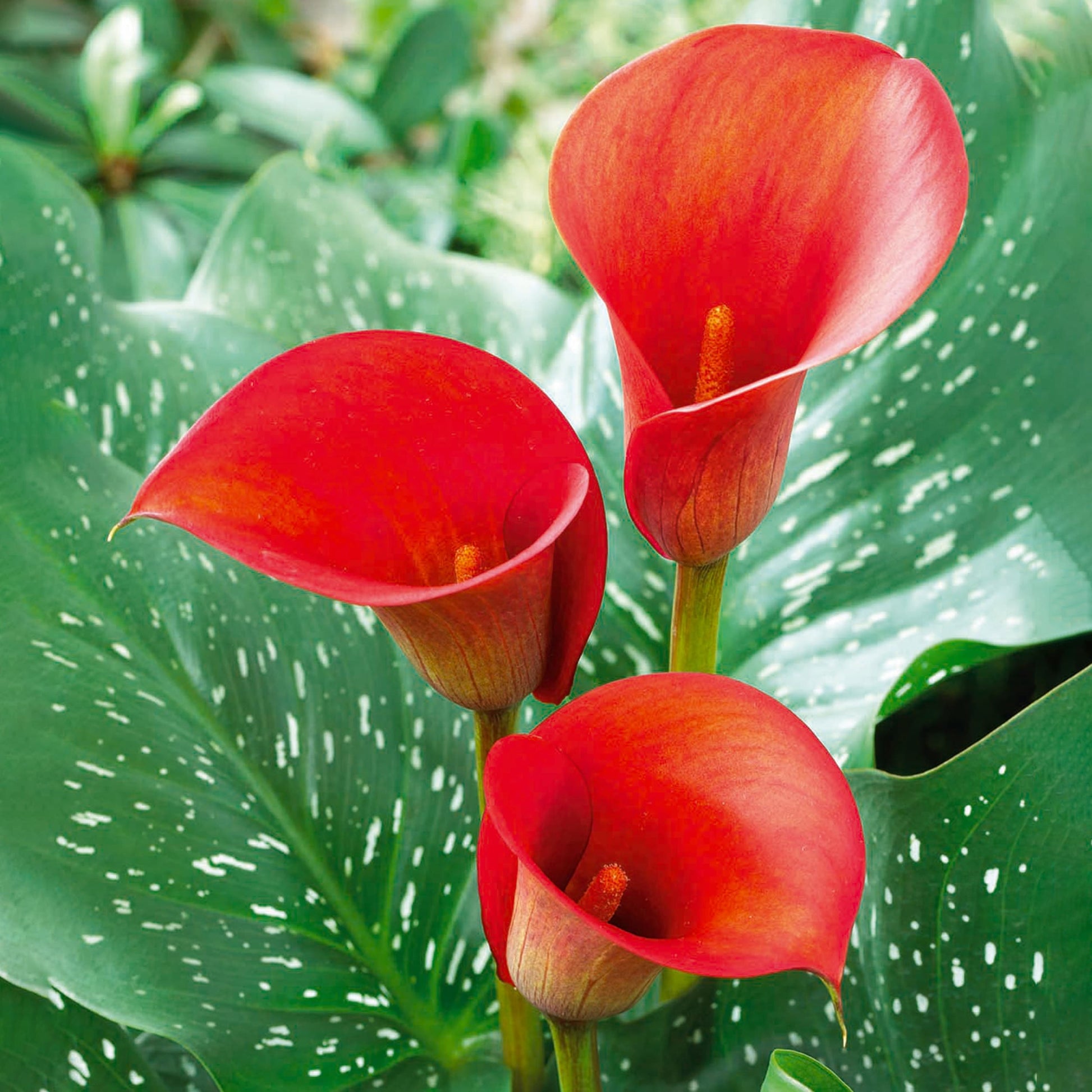 Organic Calla Lily Plant Seeds – Ornamental Bulb for Pots & Landscapes