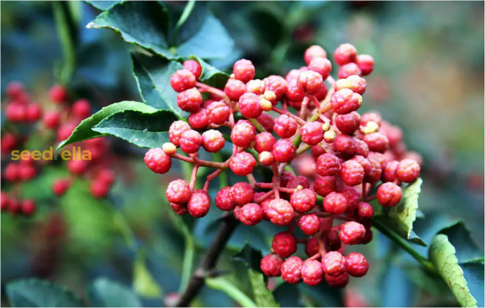 Zanthoxylum Bungeanum Plant Seeds Planting