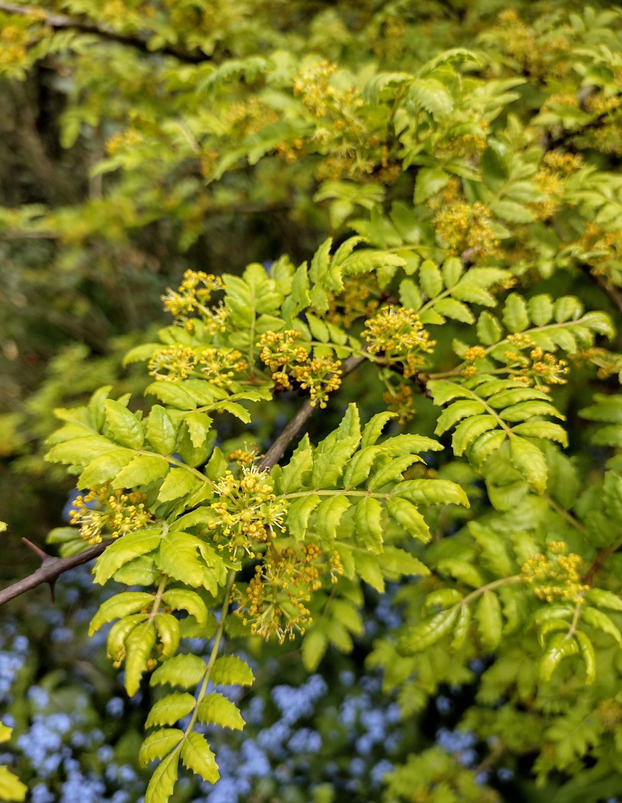 Brown Zanthoxylum Flower seeds for Planting - Wildflower Mix, Heirloom & GMO Free Seeds for Home Garden Sale