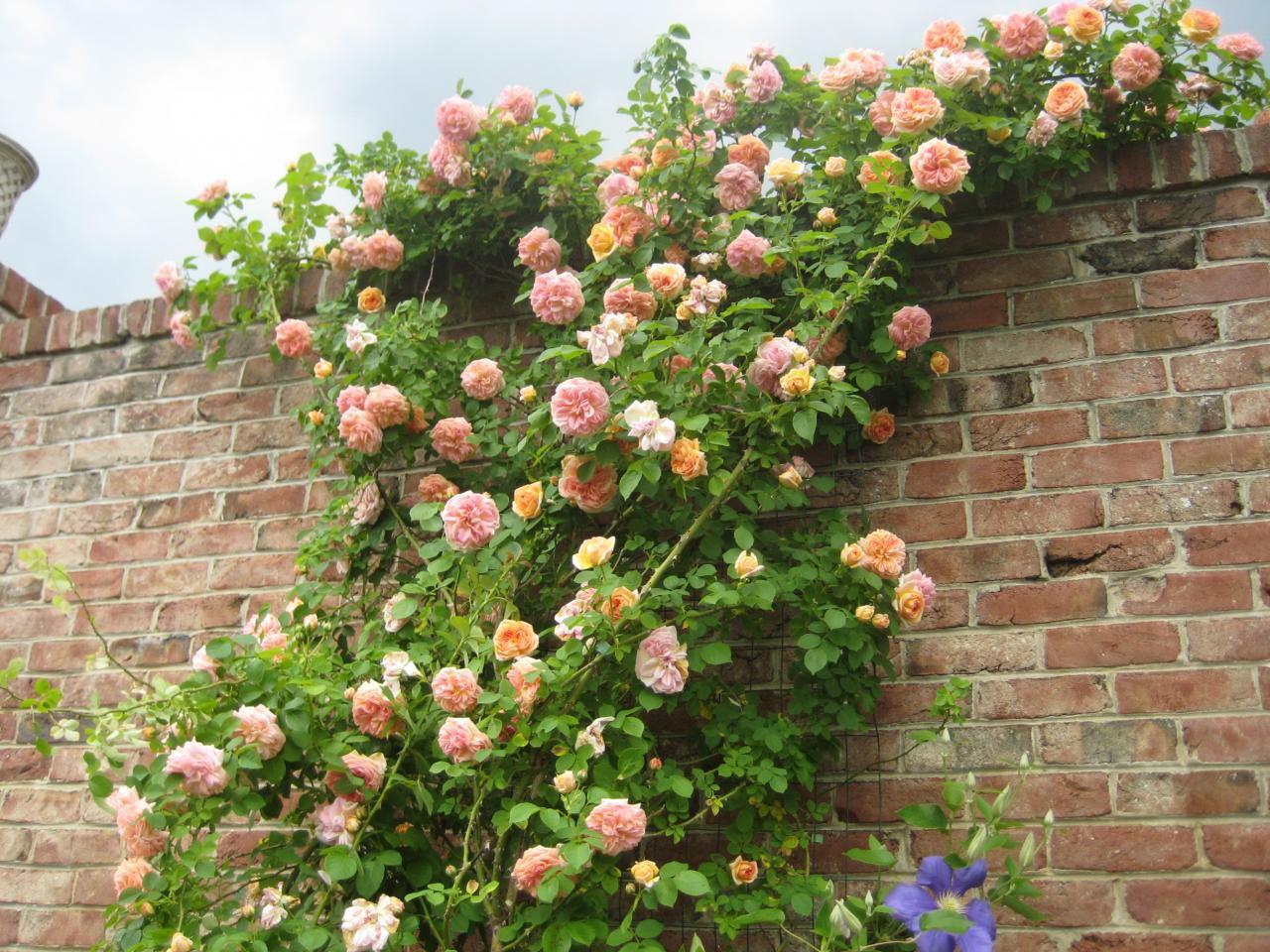 Cream Climbing Perennial Rose Flower Seeds for Planting Cut Flower Favorite Heirloom & GMO Free Seeds for Home Garden
 
 Sale