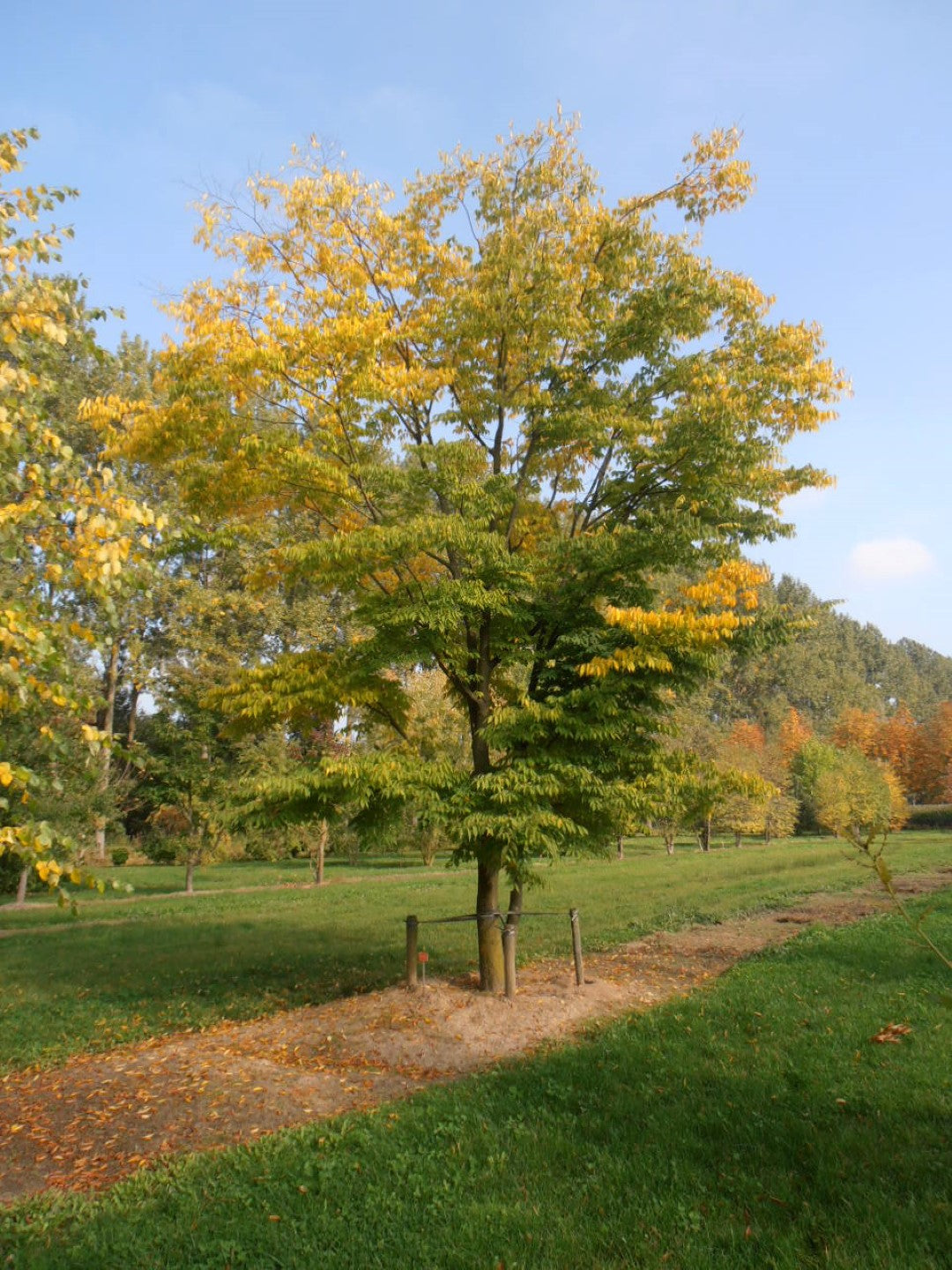 Yellow Green Zelkova Serrata Tree Seeds Planting Plant Seeds