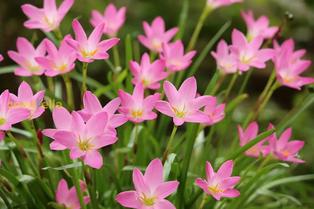 Zephyranthes Flower Planting Seed - Ideal For Vibrant Garden Blooms And Easy Care Seeds