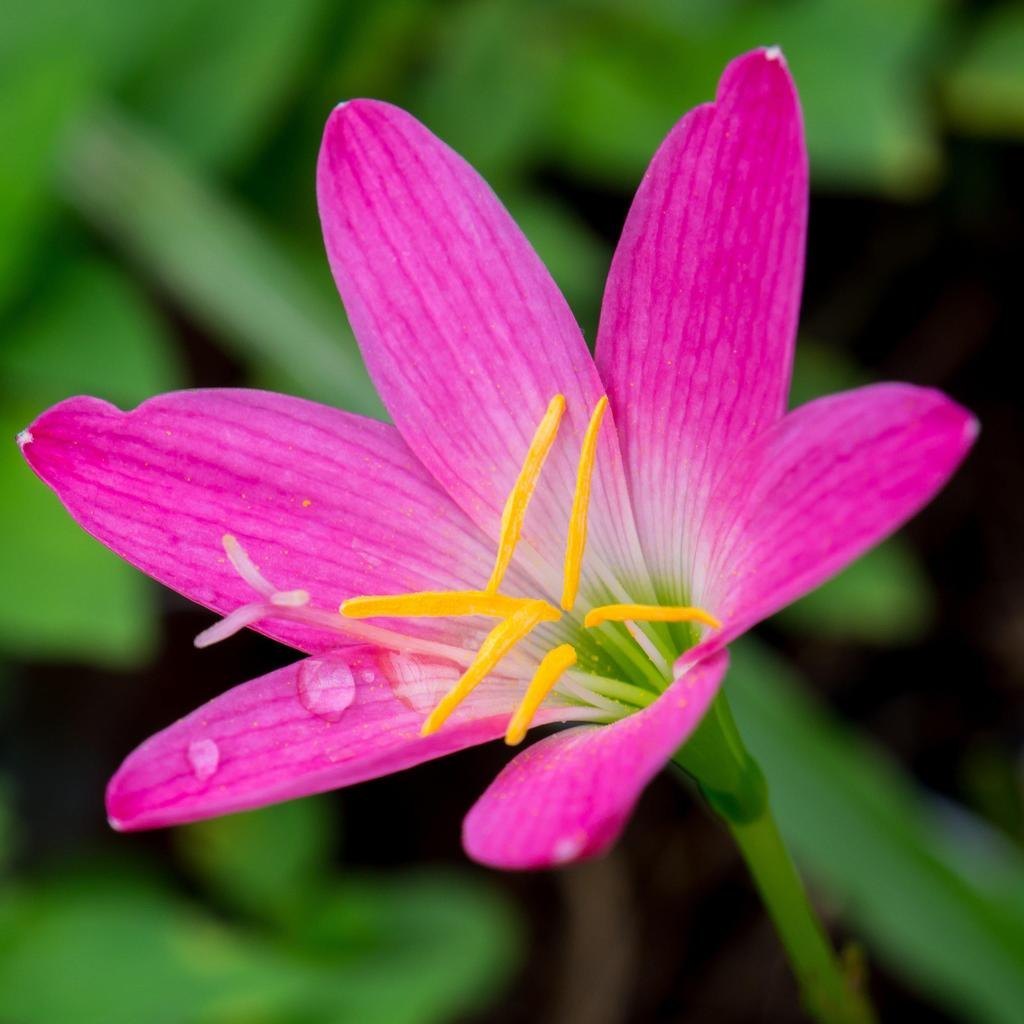 Zephyranthes Flower seeds for Planting - Cut Flower Favorite, Heirloom & GMO Free Seeds for Home Garden