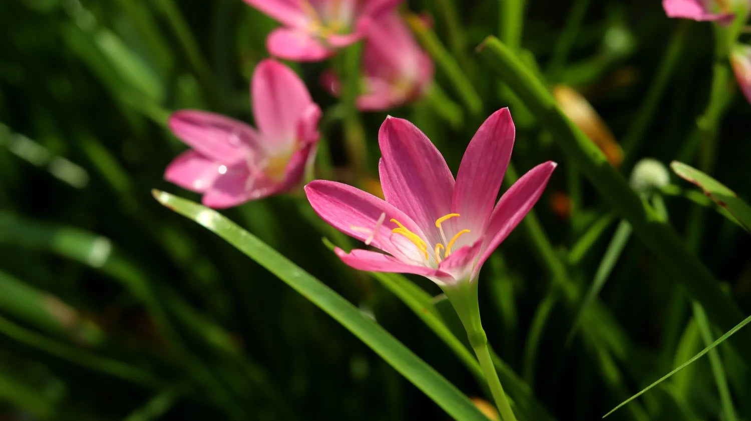 Zephyranthes Flower Planting Seed - Ideal for Vibrant Garden Blooms and Easy Care