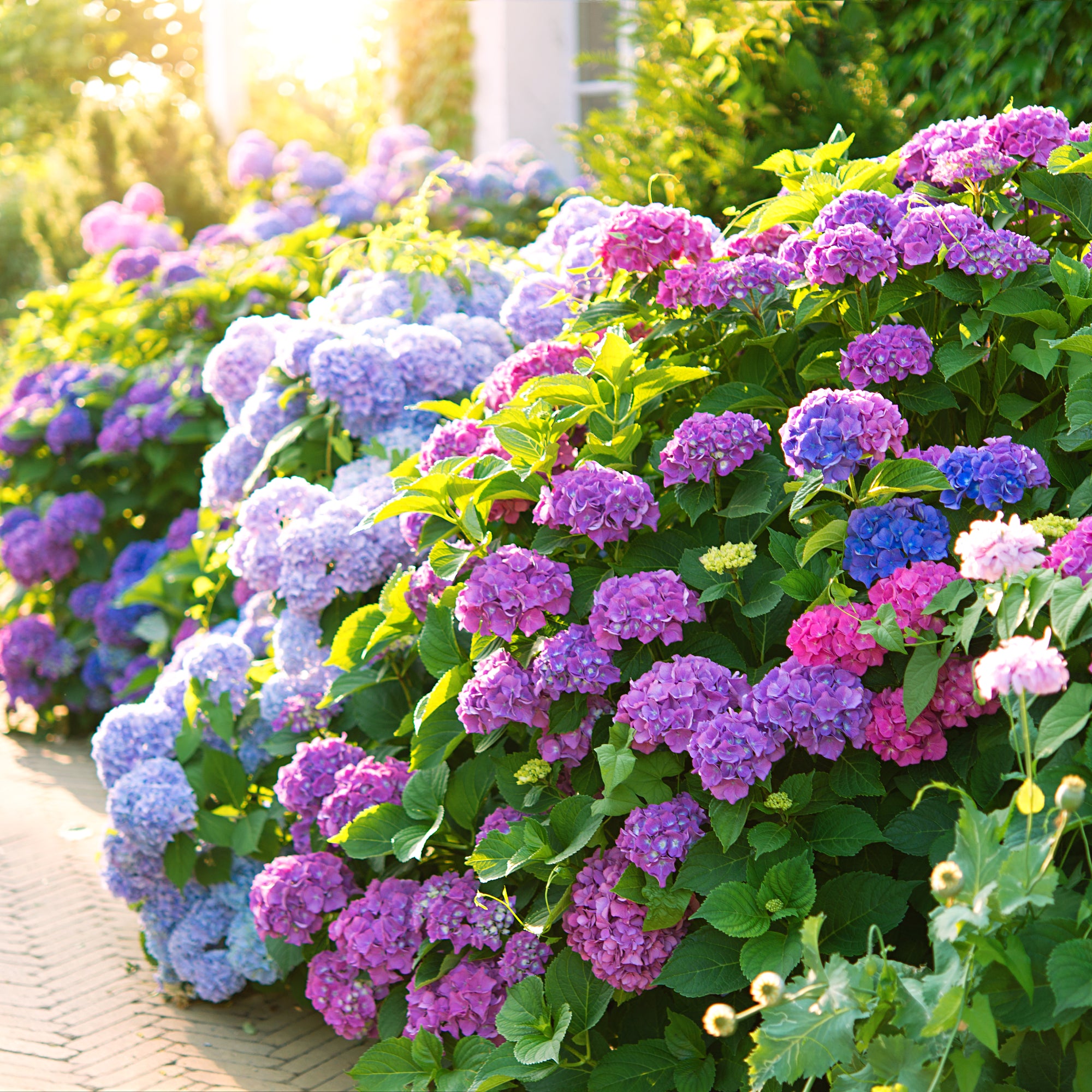 Hydrangea Flower seeds for Planting - Garden Favorite, Heirloom & GMO Free Seeds for Home Garden