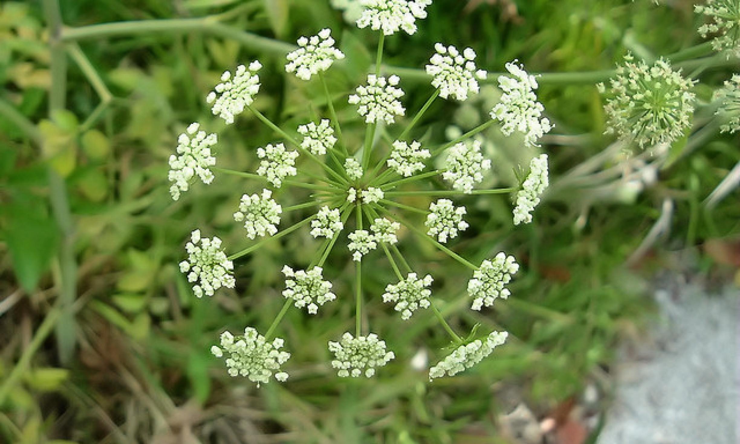 Cicuta Maculata Flower seeds for Planting Low Maintenance Heirloom & GMO Free Seeds for Home Garden