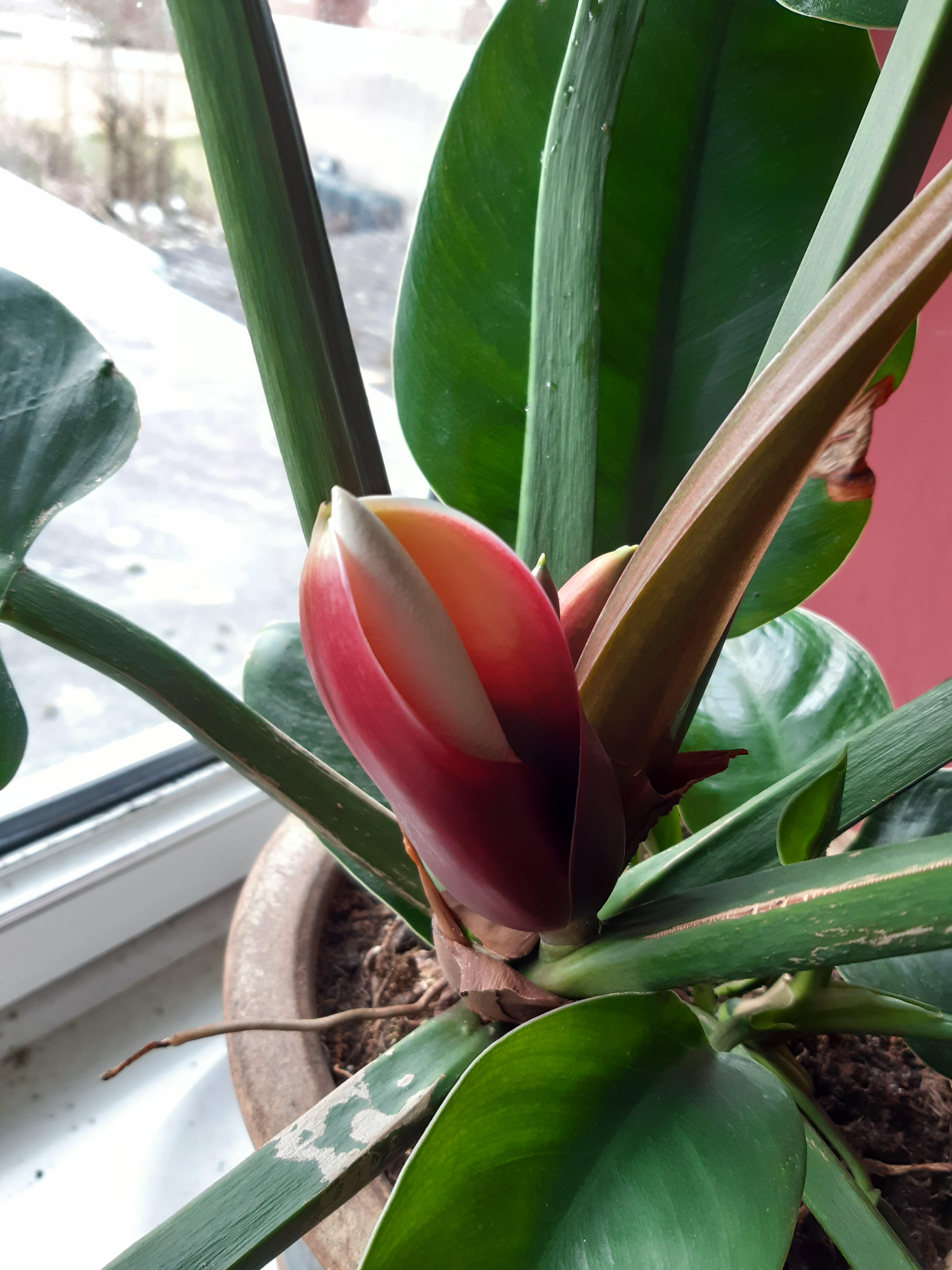 Philodendron Flower seeds for Planting - Shade Tolerant, Heirloom & GMO Free Seeds for Home Garden