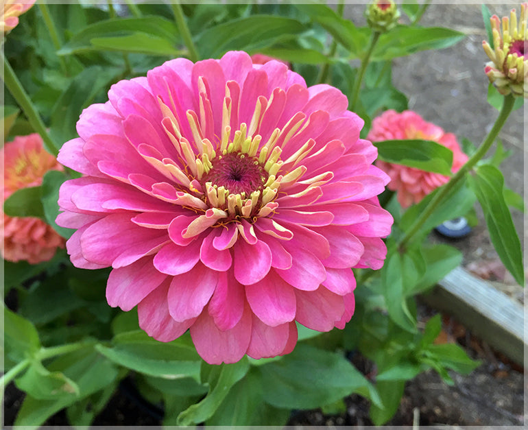 Pink Calendula Flower seeds for Planting - Colorful Display, Heirloom & GMO Free Seeds for Home Garden