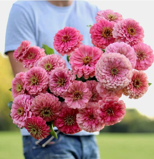 Zinnia Benary Giant Pink Seeds for Bright, Pink Zinnia Blooms