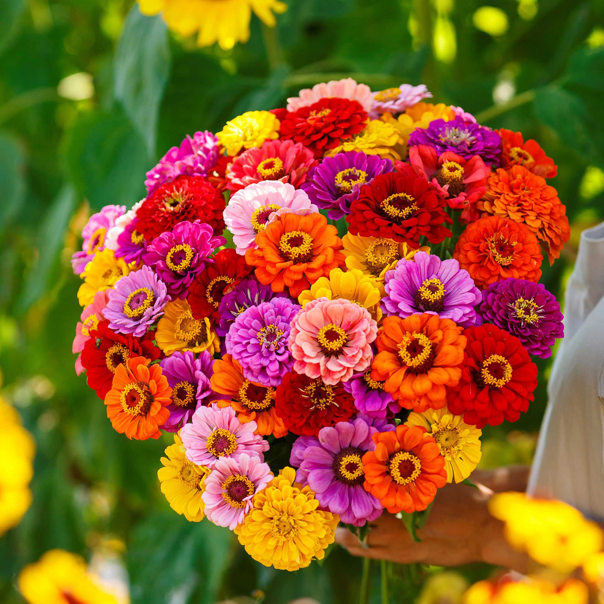 California Giant Zinnia (Zinnia Elegans) Seeds for Giant Colorful Blooms