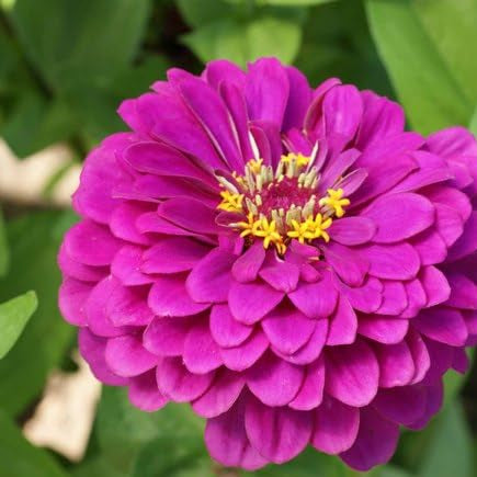 Deep Pink Zinnia Flower Seeds for Vibrant Garden