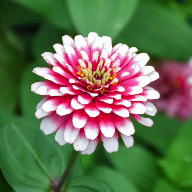 Vibrant White Pink Zinnia Planting Seeds For Your Garden Flower