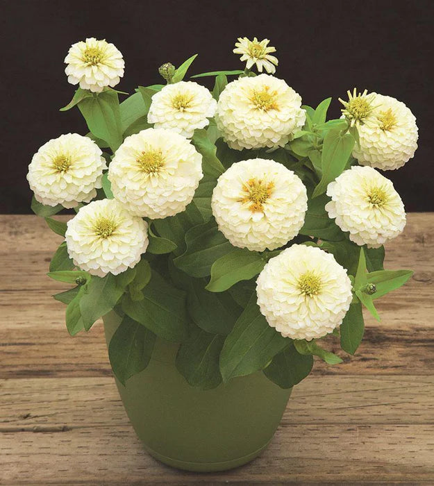 White Oklahoma Flower seeds for Planting - Bright Blooms, Heirloom & GMO Free Seeds for Home Garden