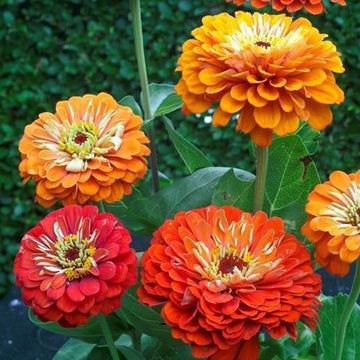 Zinnia Orange Flower seeds for Planting - Bright Blooms, Heirloom & GMO Free Seeds for Home Garden