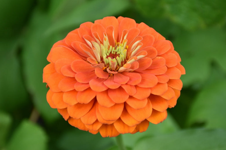 Orange Yellow Zinnia Flower seeds for Planting - Long Bloom Season, Heirloom & GMO Free Seeds for Home Garden