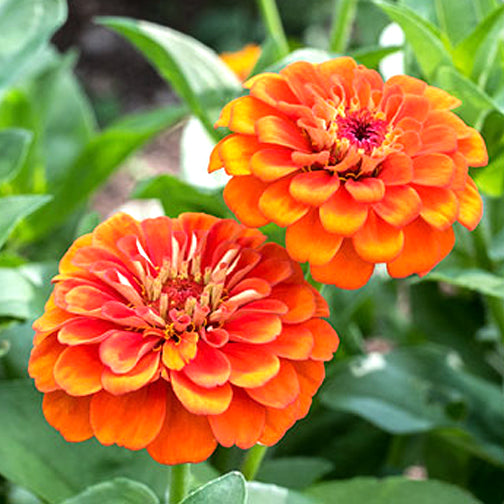 Zinnia Orange Flower seeds for Planting - Bright Blooms, Heirloom & GMO Free Seeds for Home Garden