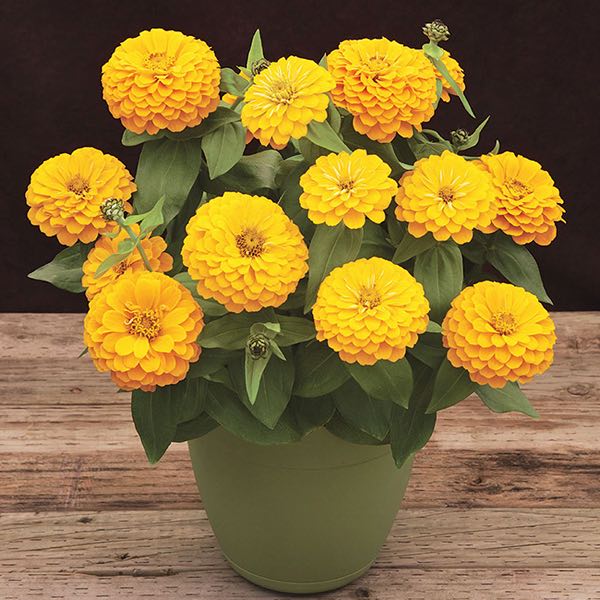 Yellow Red Zinnia Flower seeds for Planting - Cut Flower Favorite, Heirloom & GMO Free Seeds for Home Garden