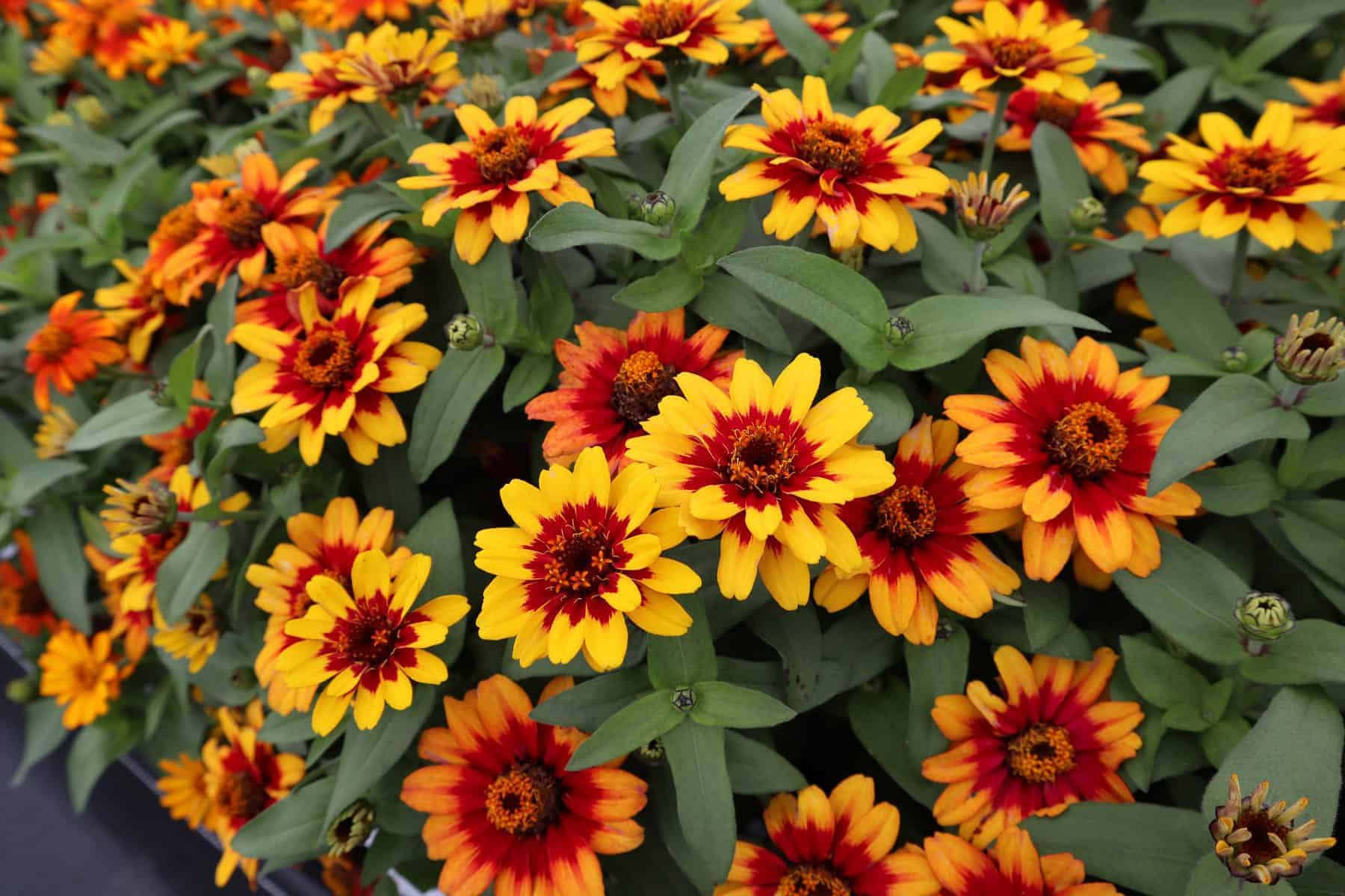 Red Yellow Zinnia Flower seeds for Planting Easy to Grow Heirloom & GMO Free Seeds for Home Garden