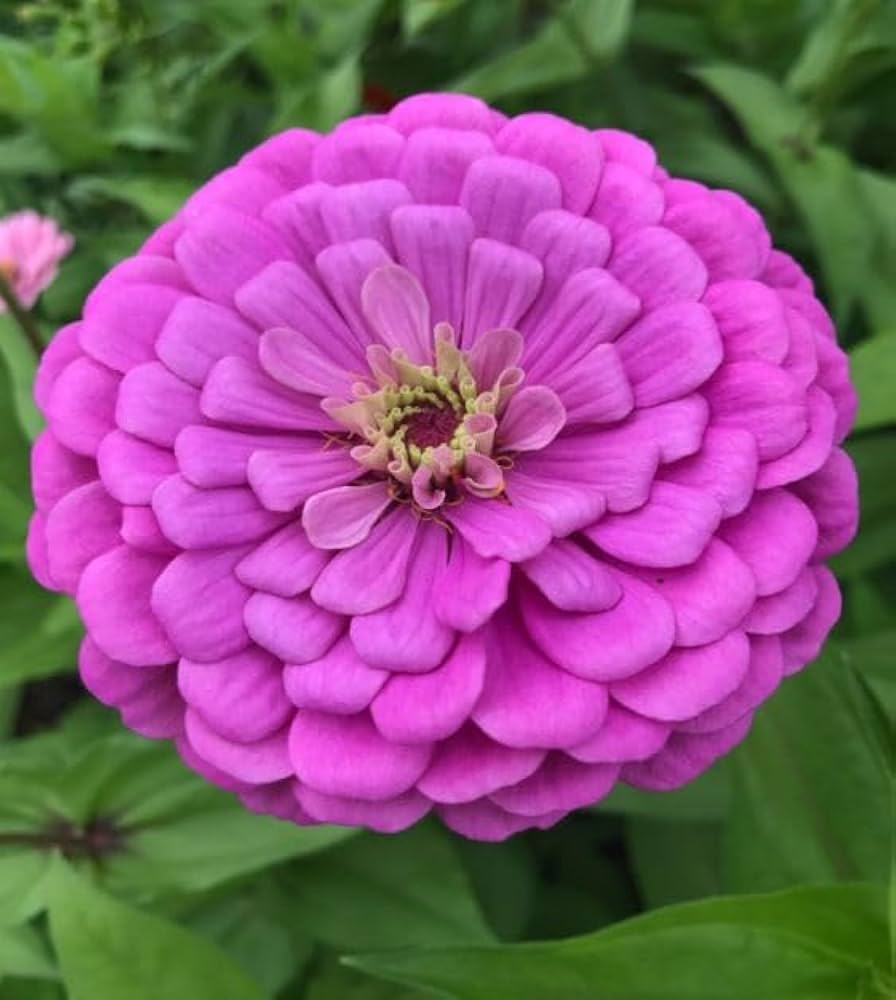 Zinnia Seedlings Sprouting Outdoors