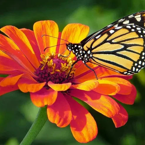 Zinnia Dahlia Flowered Seeds – Organic Non-GMO Double Bloom Flowers