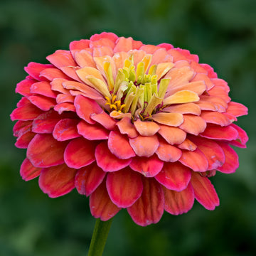 Organic Zinnia elegans Seeds – Large Dahlia-Like Garden Blooms