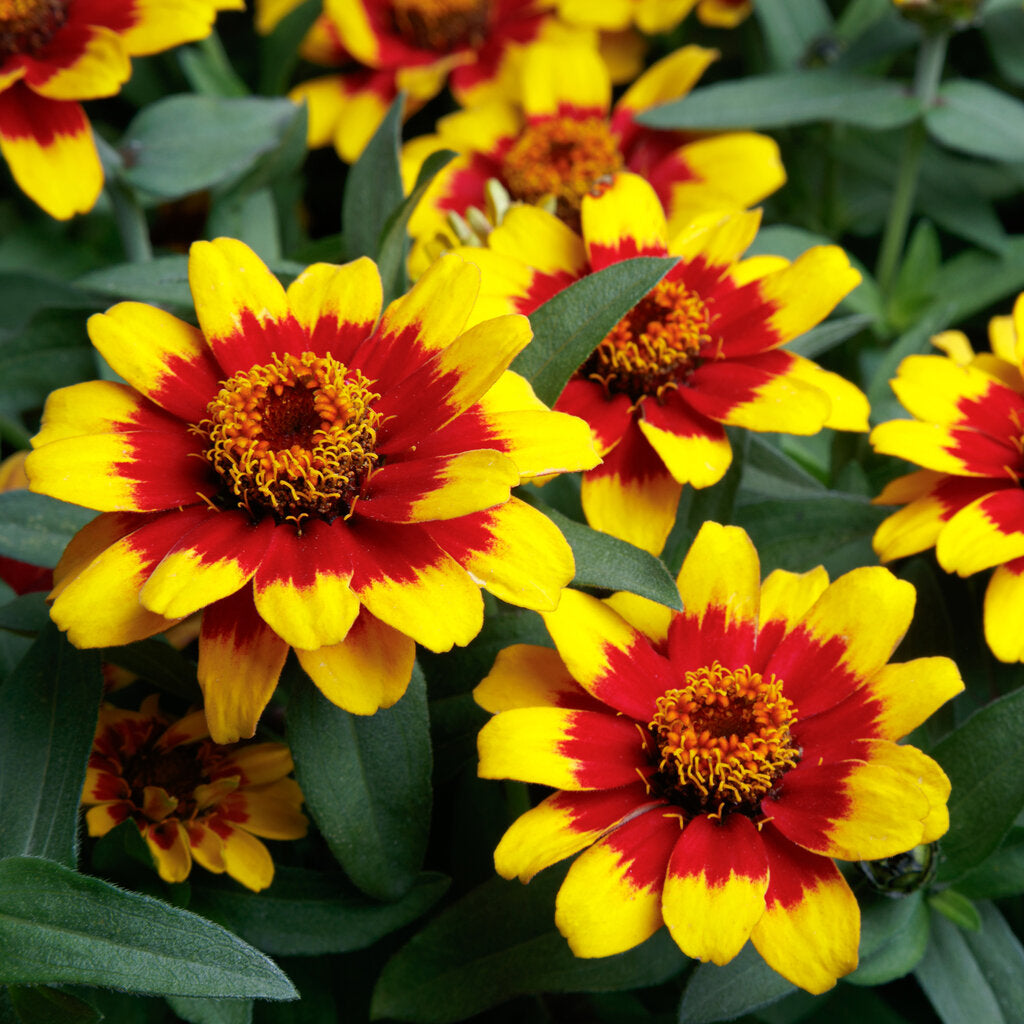 Red Yellow Zinnia Flower seeds for Planting Easy to Grow Heirloom & GMO Free Seeds for Home Garden