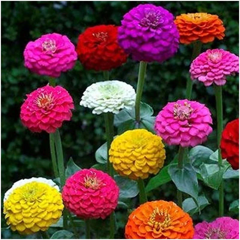 Mixed Oenothera Biennis Flower seeds for Planting - Cut Flower Favorite, Heirloom & GMO Free Seeds for Home Garden