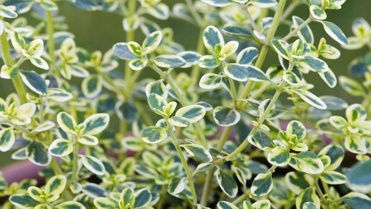 Zitronenthymian Seeds for Planting