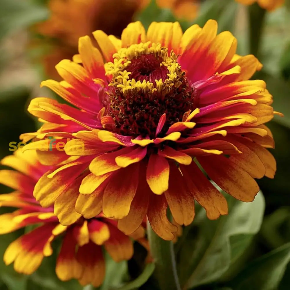 Zowie Flower Planting Seeds For Vibrant Blooms And Thriving Gardens - Seed Your Colorful Floral