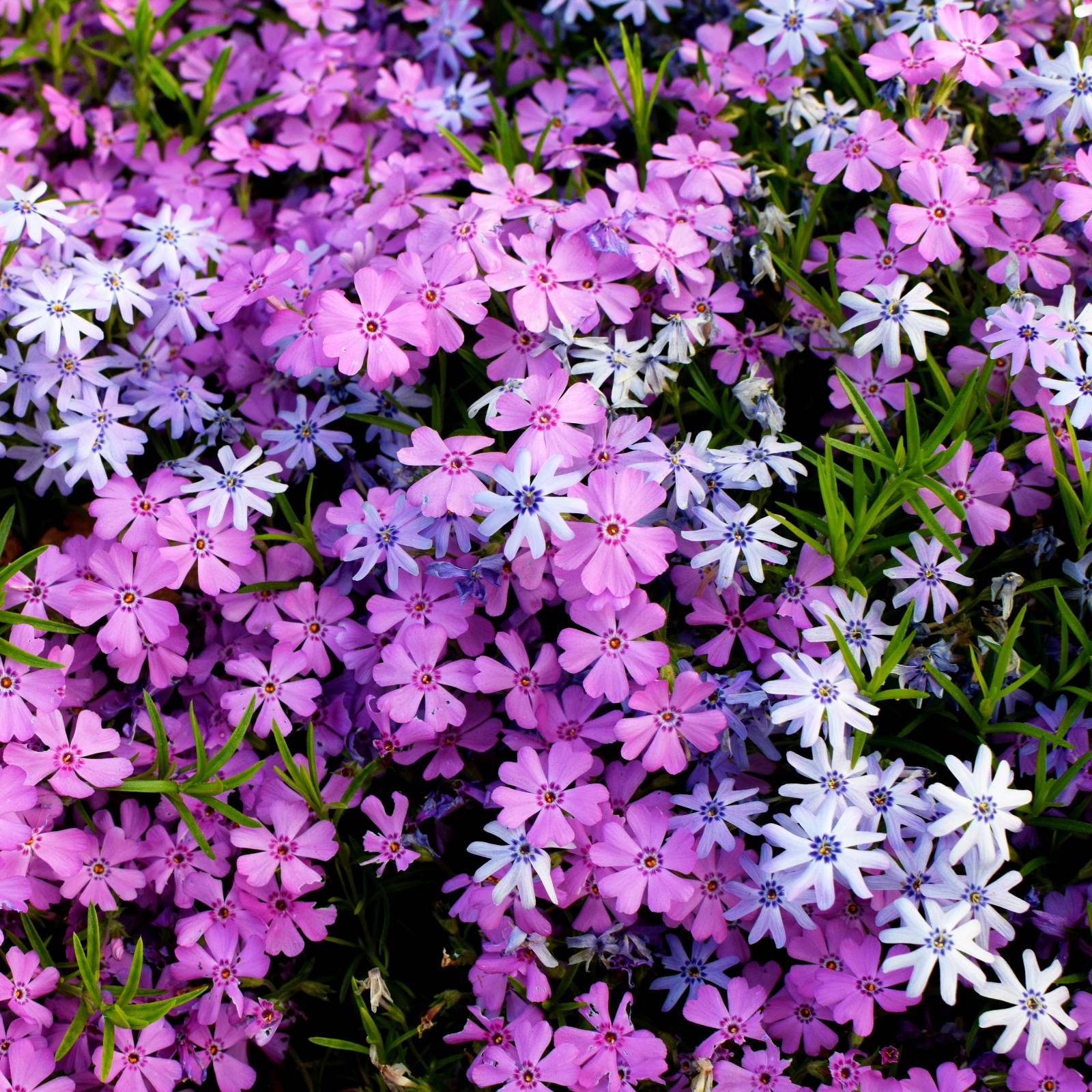 Lavender Linanthus Flower seeds for Planting - Vibrant Colors, Heirloom & GMO Free Seeds for Home Garden
