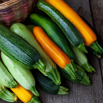 Zucchini Seeds – Organic Non-GMO Summer Squash for Home Gardens