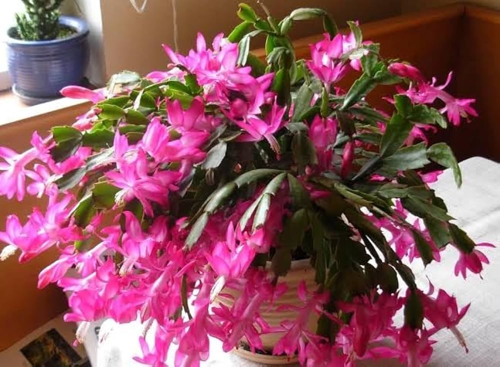 Zygocactus Truncatus Red Flower Seeds for Easy Planting
