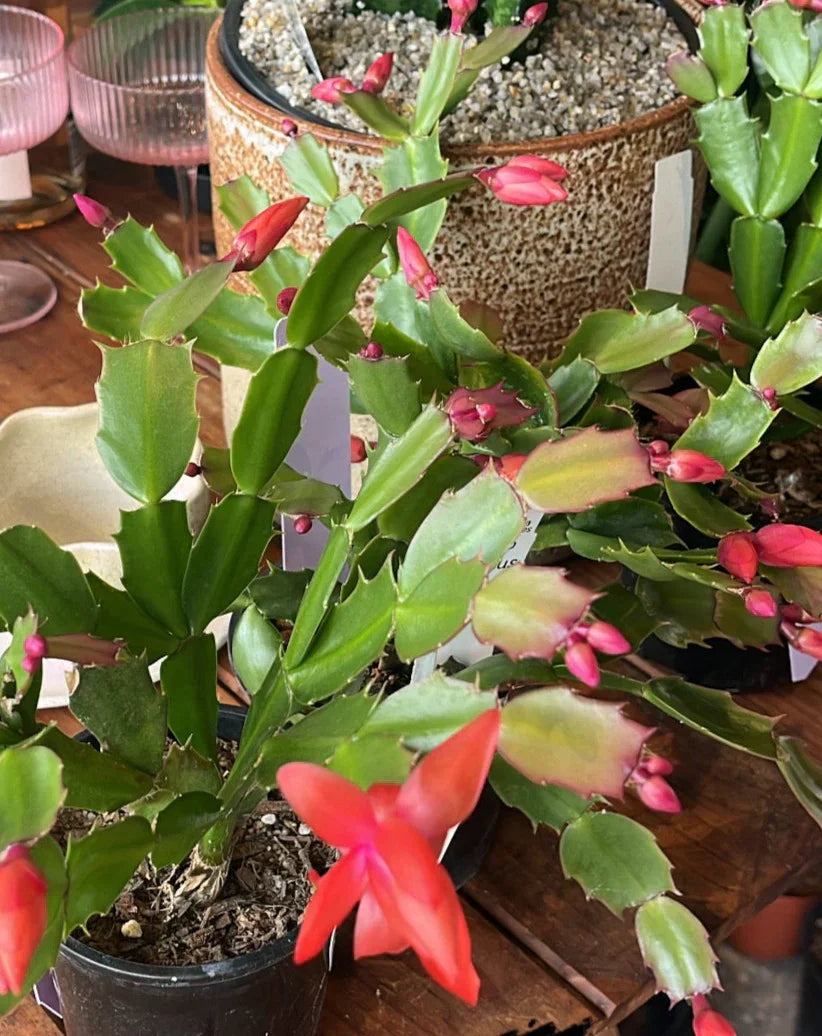 tep-by-Step Growing Guide for Zygocactus Truncatus Seedlings